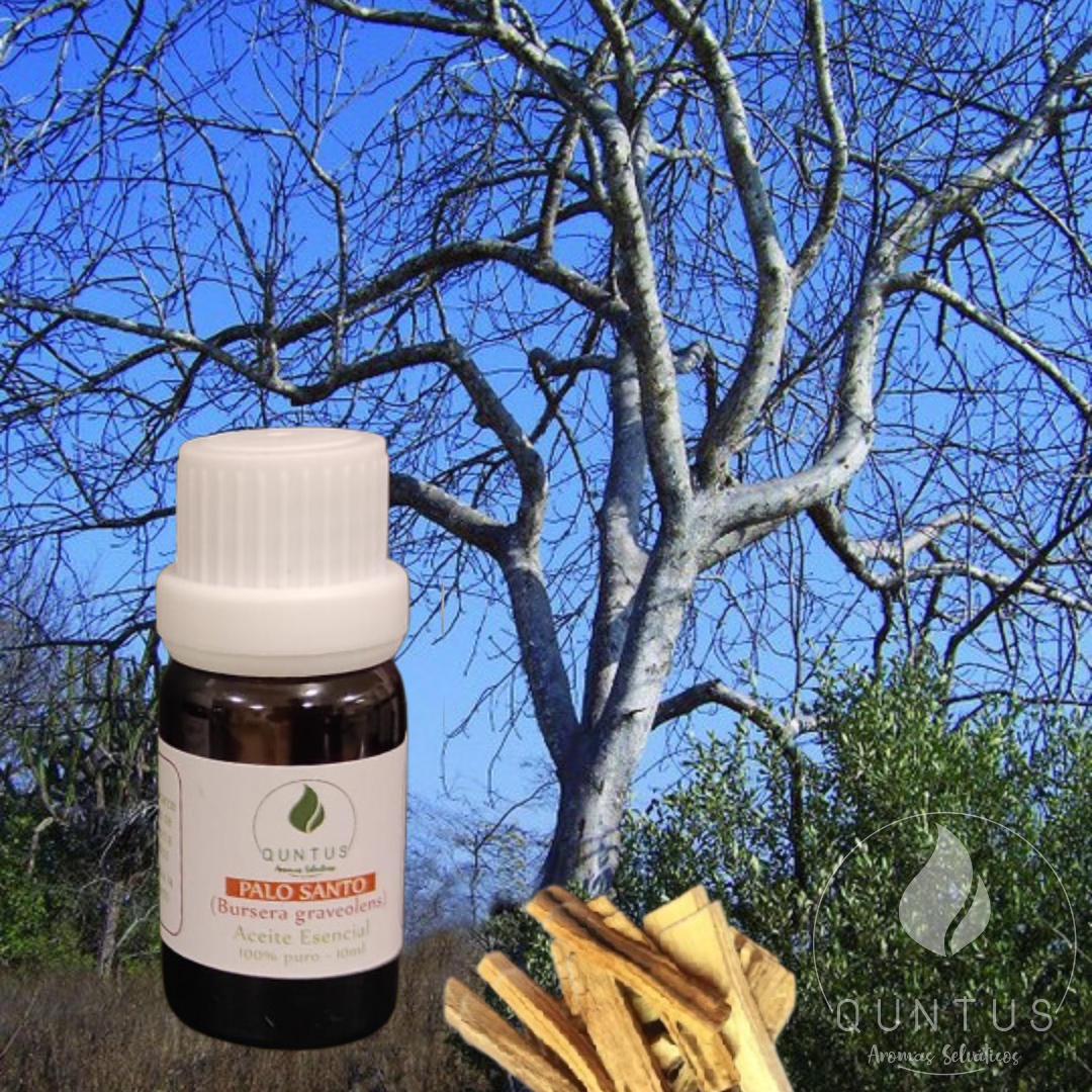 Palo Santo Essential Oil (Bursera graveolens)