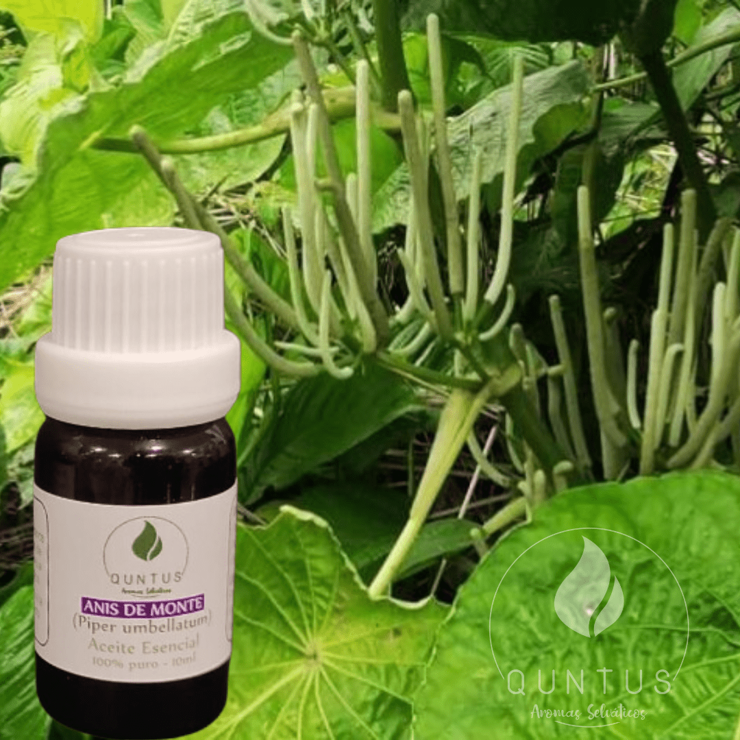 Wild Anise Essential Oil (Piper umbellatum)