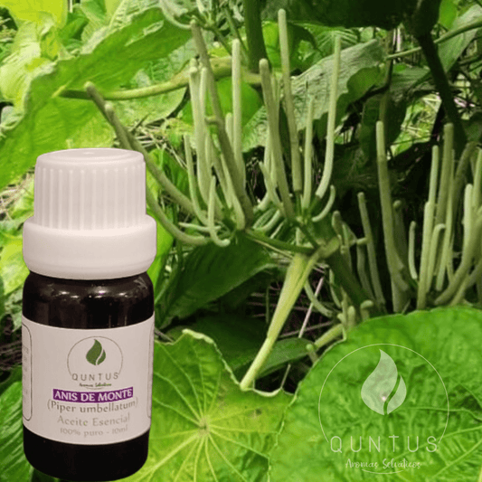 Wild Anise Essential Oil (Piper umbellatum)