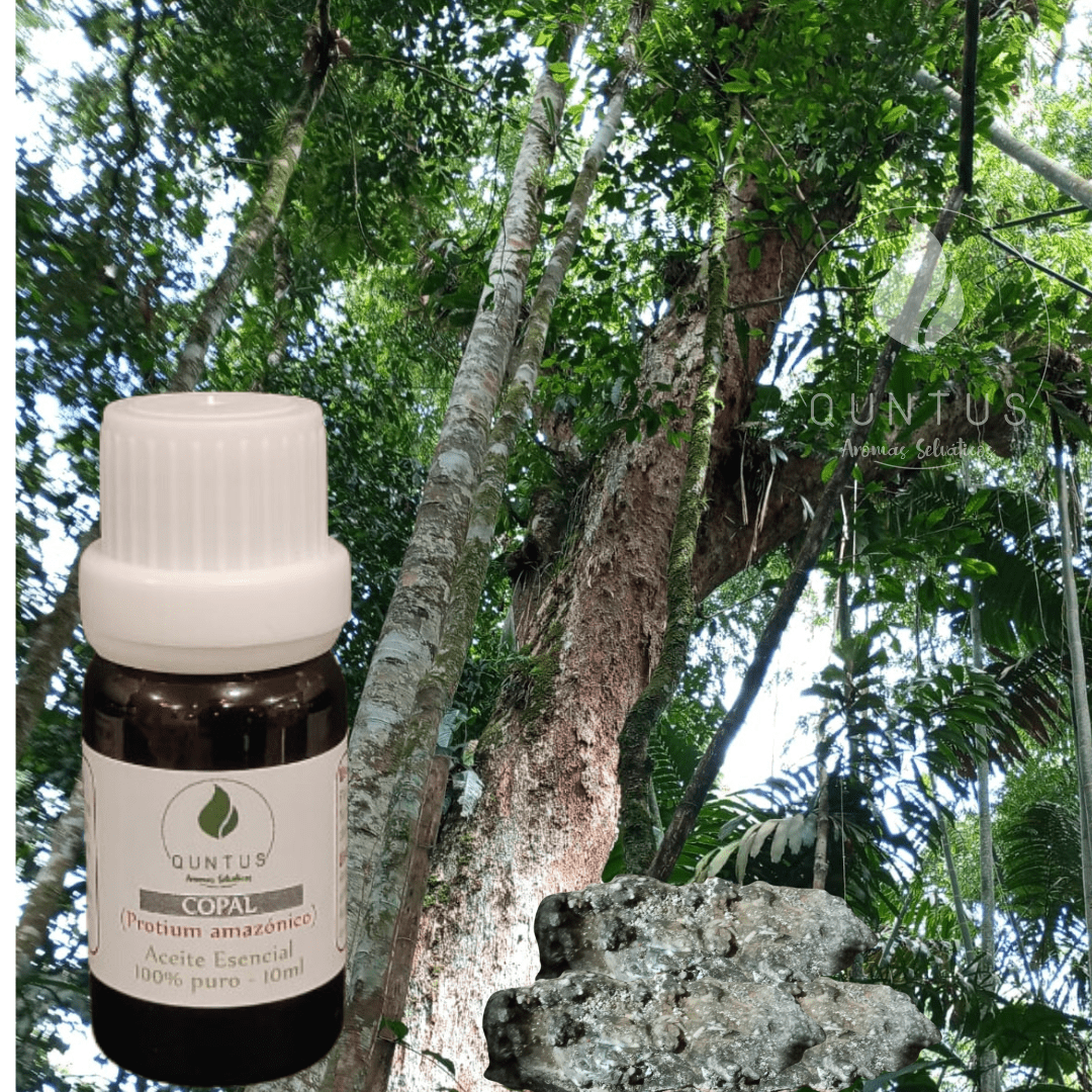 Copal Essential Oil (Protium amazonico)