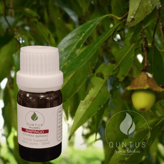 Ishpink Essential Oil (Ocotea quixos)